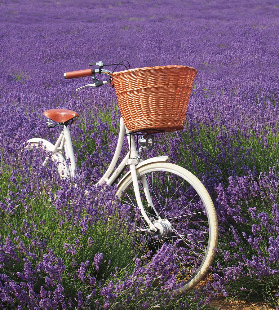 White vintage bike with basket and leather saddle standing amongst a field of purple lavender.